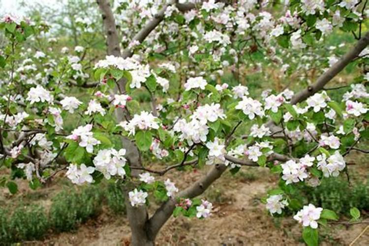 辣椒追肥的正确方法