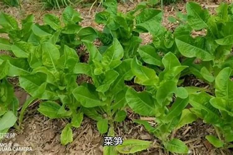 钙在蔬菜生长发育过程中起什么作用？