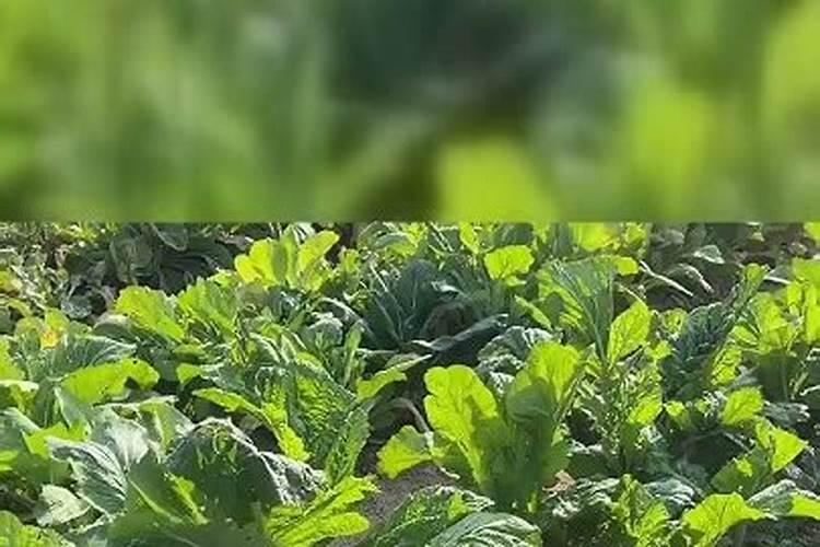 钙在蔬菜生长发育过程中起什么作用？