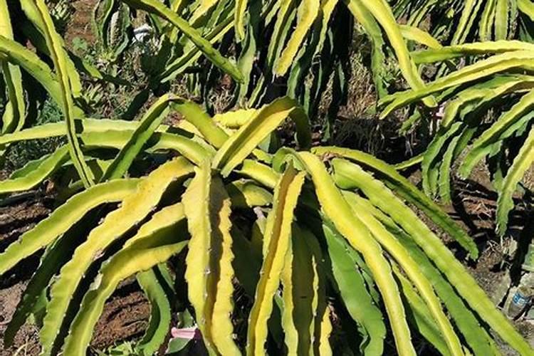 种菜什么时候施肥 种菜什么时间施肥