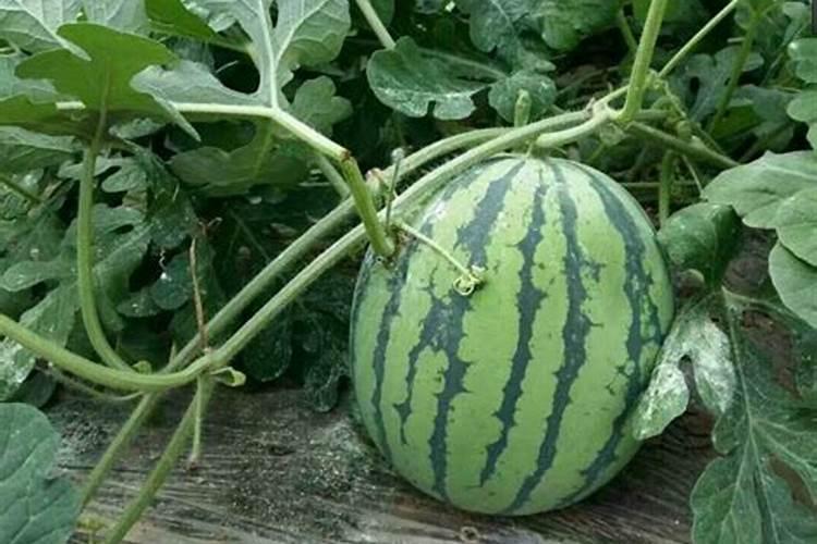 棕榈树什么时候施肥