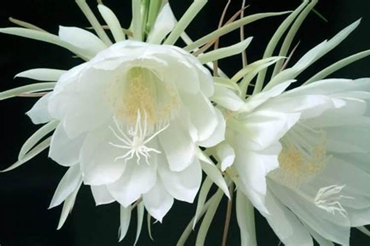 草莓用什么肥匍匐茎多