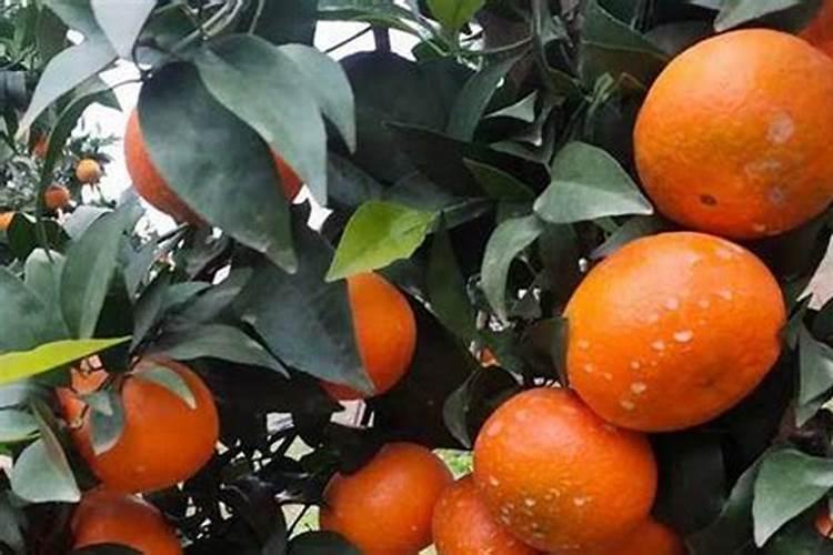 沃柑的种植要求