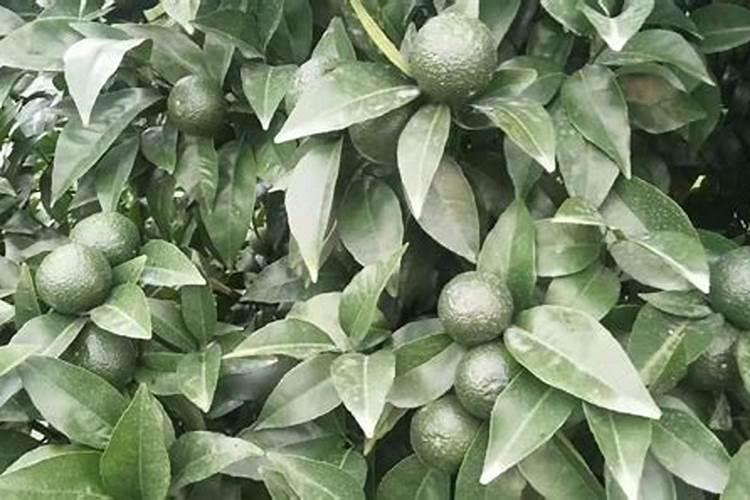 沃柑种植技术与管理方法全集 沃柑有哪些种植技术与管理方法全集百度...