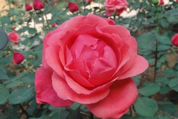 大量元素中量元素微量元素的区别