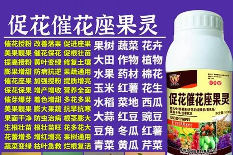 大拱棚早春西瓜、秋延迟辣如何栽培？哪些田间管理措施？