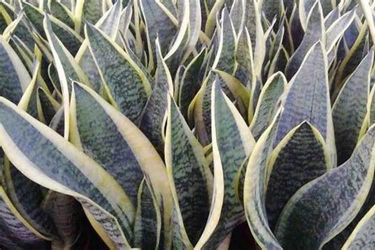 豆饼肥能和复合肥掺和用吗