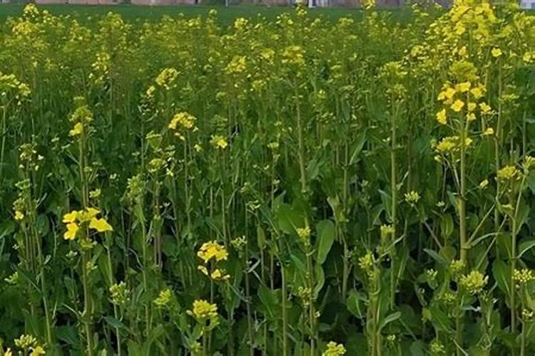 油菜要打几次硼肥