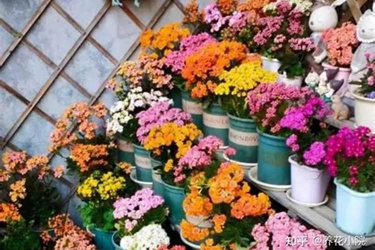 蟹爪兰怎样施肥最好