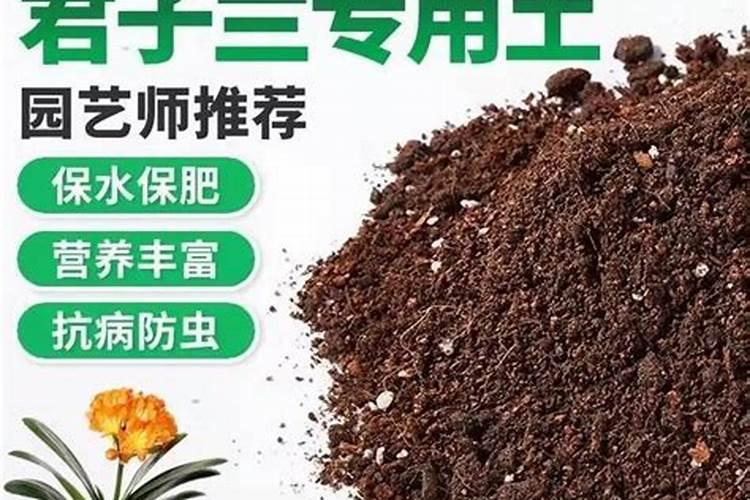 君子兰用什么肥料