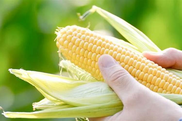 如何让冬季大棚蔬菜保花保果效果更好？