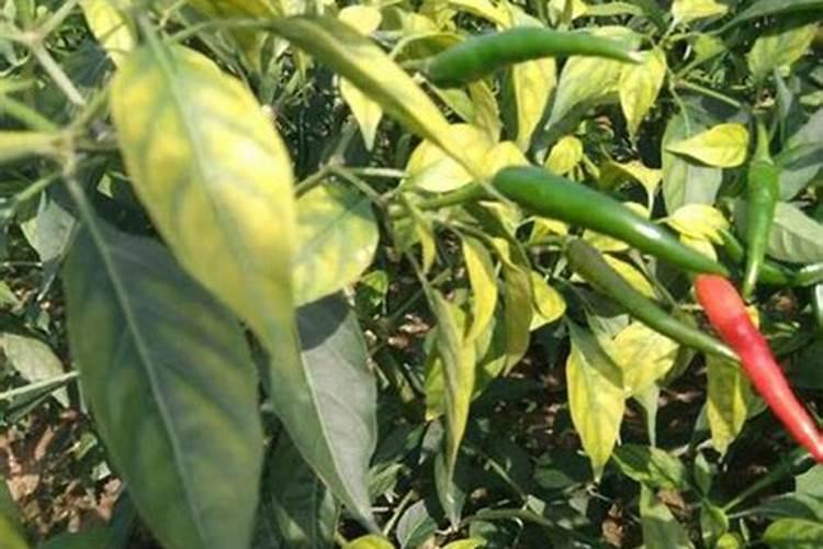辣椒黄叶是缺什么肥