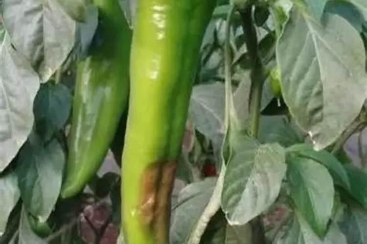 辣椒苗叶子发黄原因是什么 怎么处理解决