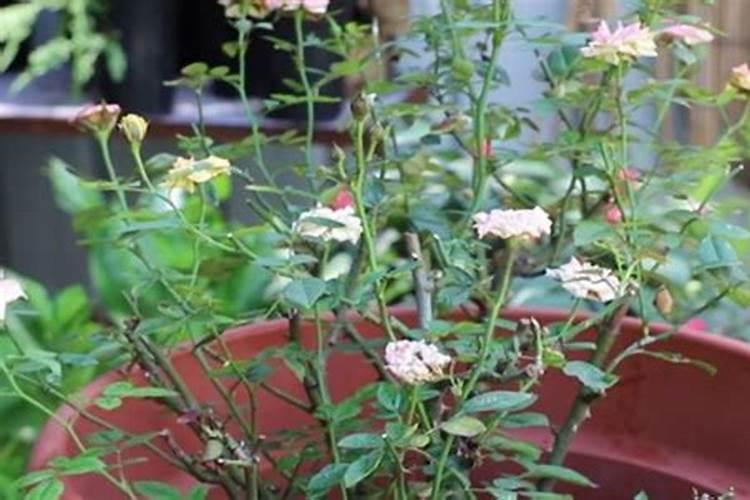 月季花施肥时间和方法