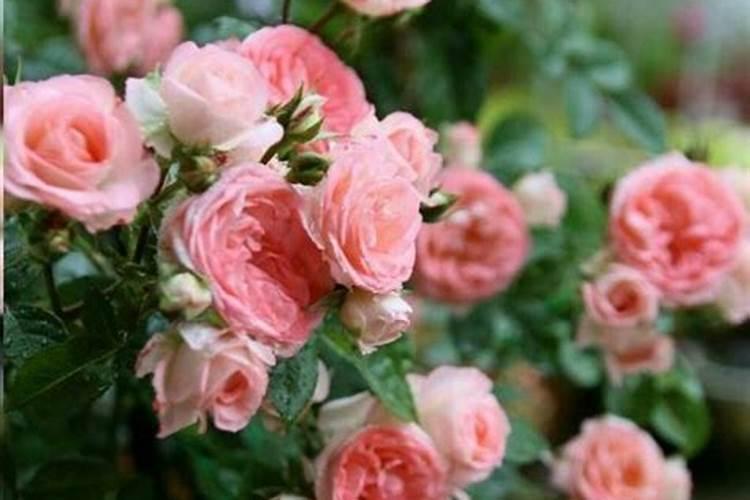 月季秋季放什么肥