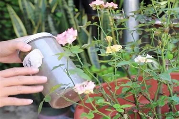 立秋后的月季怎么做好养护