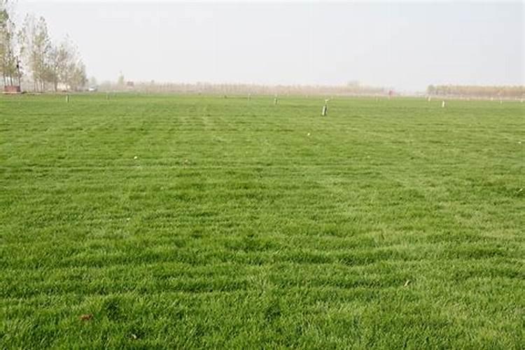 草坪专用肥和复合肥有什么区别