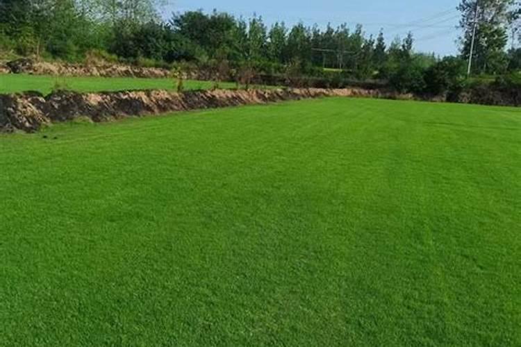 草坪是不是真的有“寿命”？