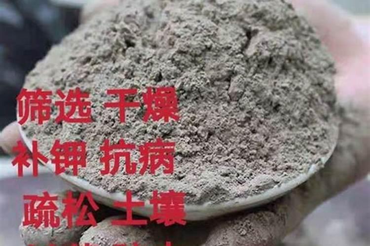 金线莲哪些人不能用