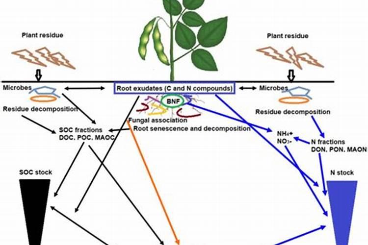 为什么豆类植物不需要施氮肥
