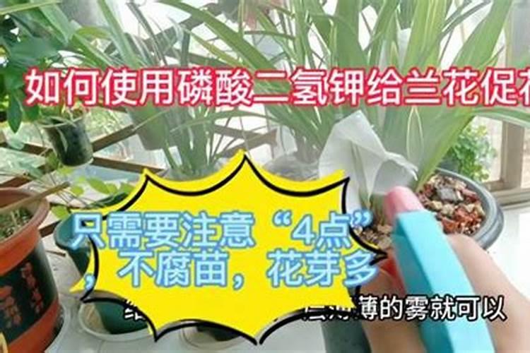 磷酸二氢钾使用方法兰花