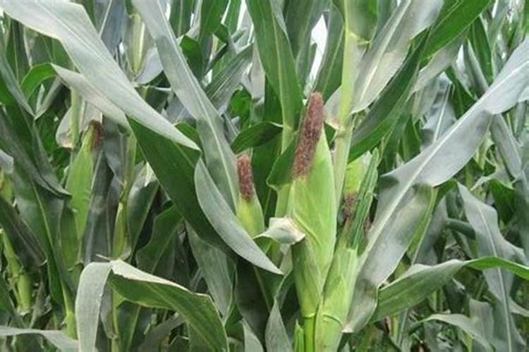 玉米灌浆期打什么叶面肥