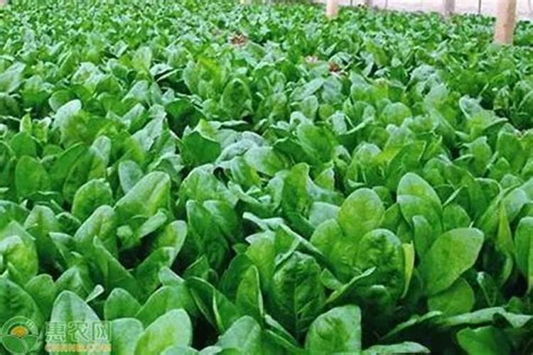 大田用剩下的叶面肥能喷蔬菜吗？