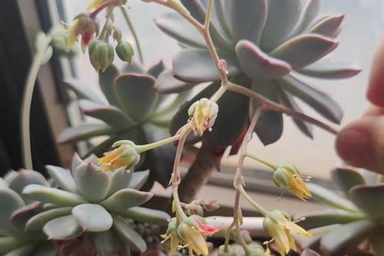 扶桑花上花肥多了根伤了是什么样子