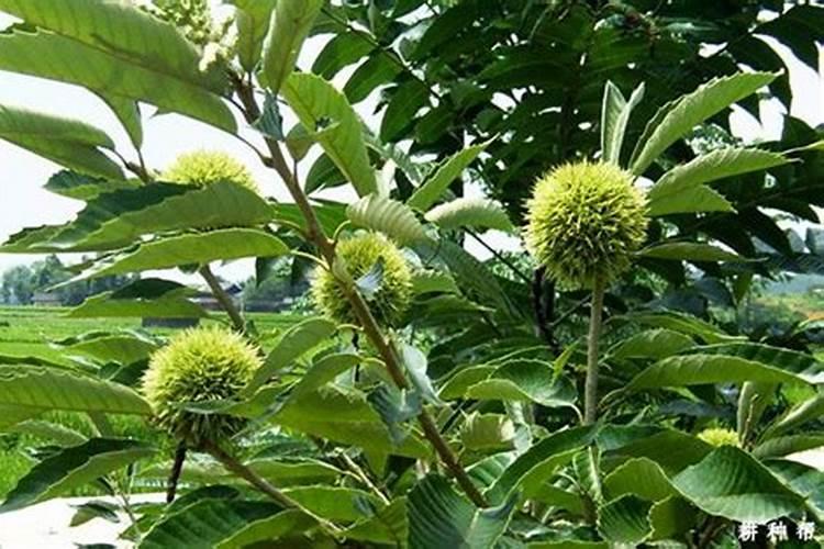 合理施肥适期施氮