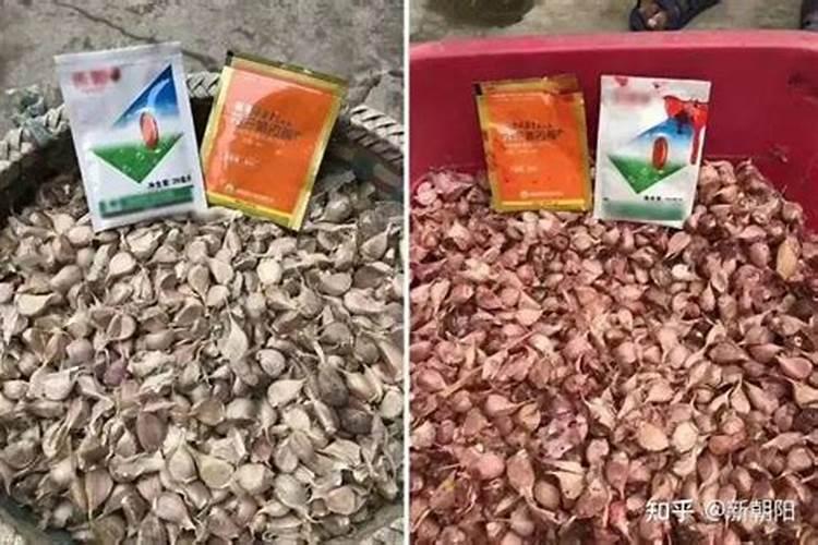 用芸苔素兑水加拌种剂拌大蒜种可以吗？有哪些好处？