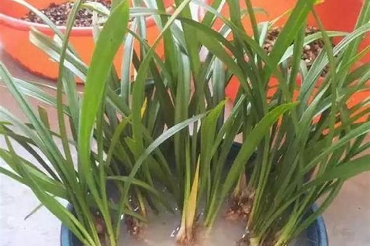 用多菌灵多久可以用肥料