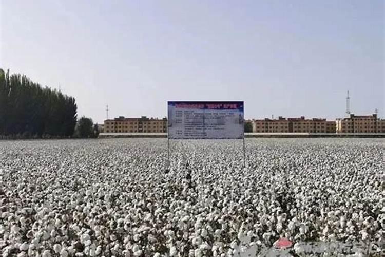 棉花中后期要怎样管理