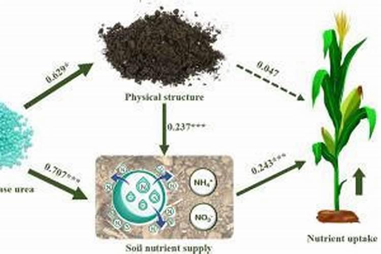 橘子底肥放什么肥好(底肥施用方法)