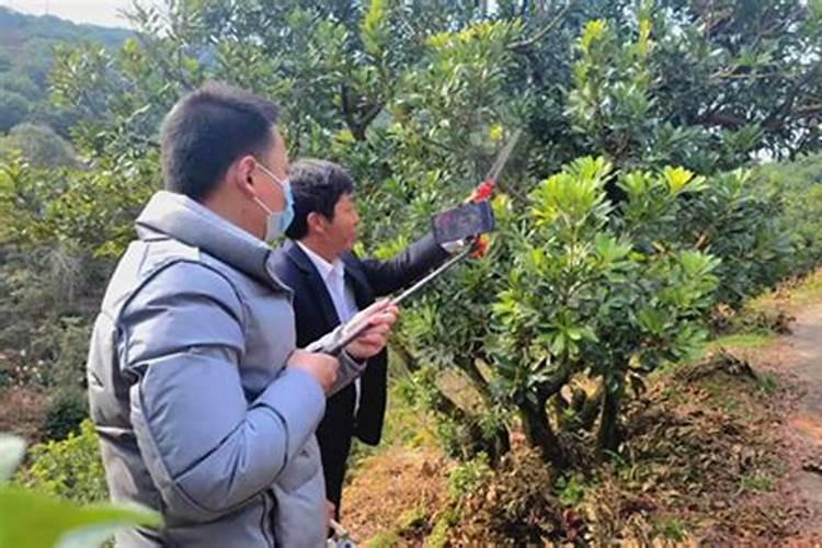 杨梅龙眼施什么肥料长得快？