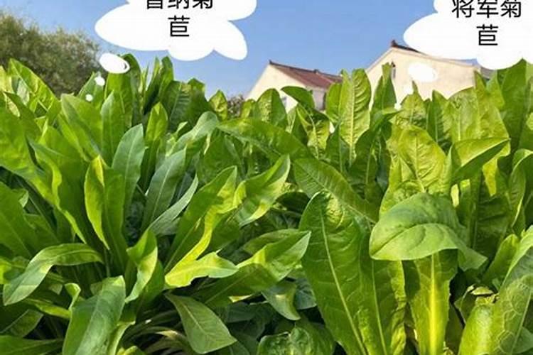 兰花喜欢什么肥料
