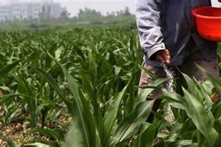 住商肥料玉米上一亩施多少斤