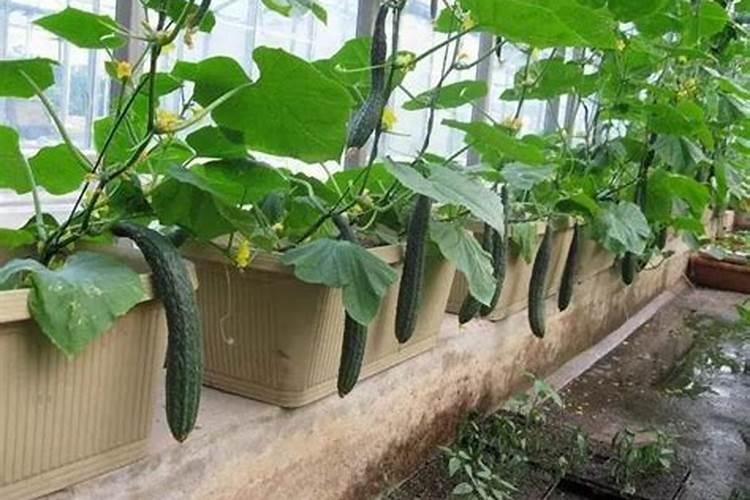 黄瓜什么时候追肥合适,高产追肥方法