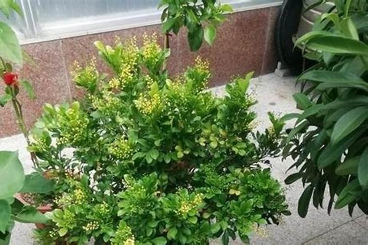 米兰如何养护开花快