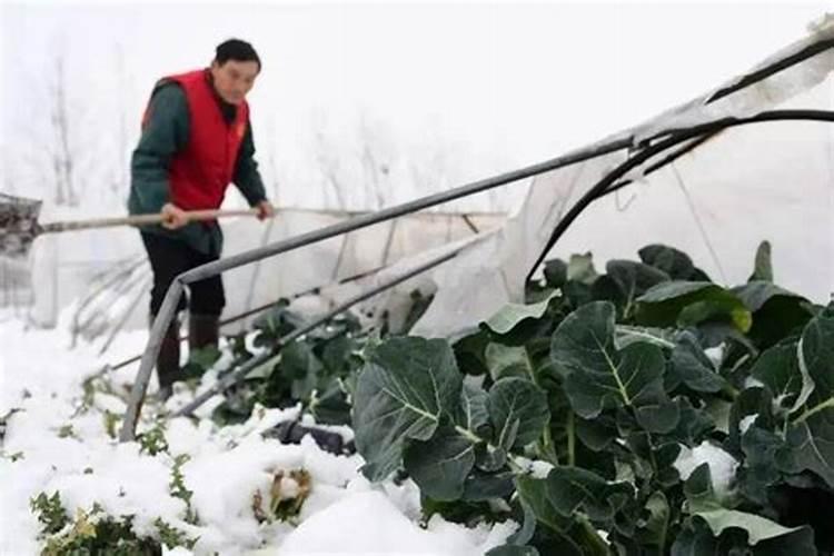 室内桔子树如何施肥