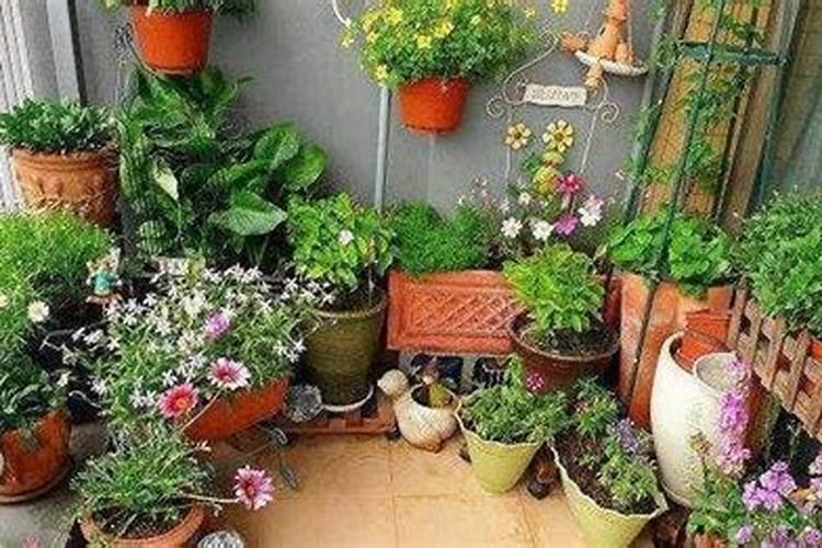 丹参种子发芽到成苗