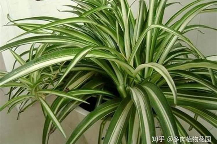 吊兰浇什么肥料合适