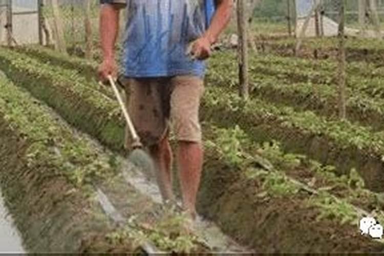 楚雄州哪些县种植西红柿？