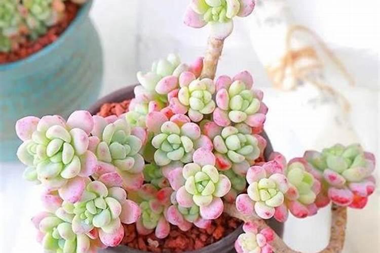 氮肥有哪几种叶面肥为氮肥