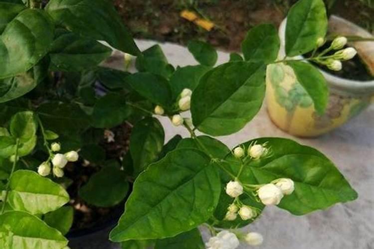 盆栽茉莉花怎么施肥