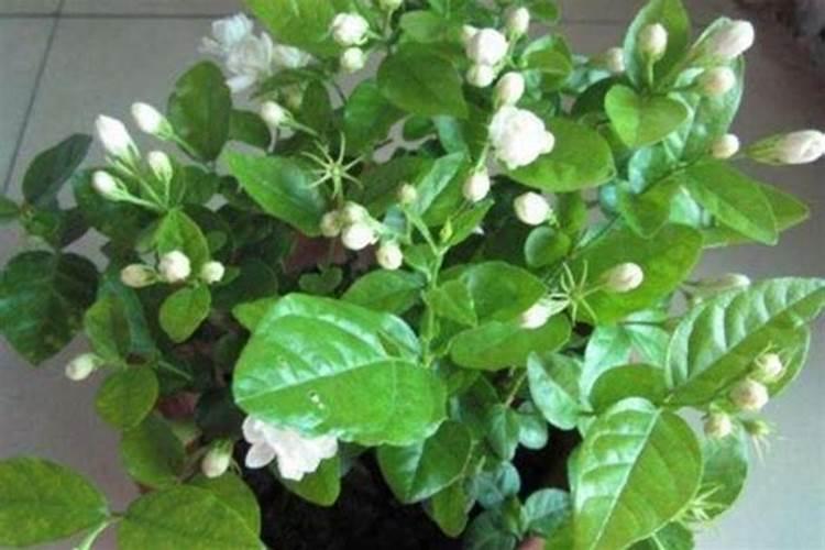 盆栽茉莉花施什么肥会比较好 茉莉花花期介绍