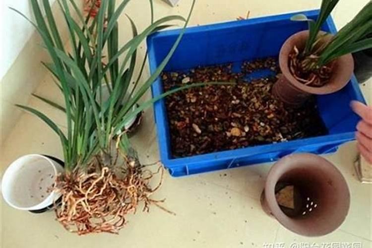 植物活力素和缓释肥的区别