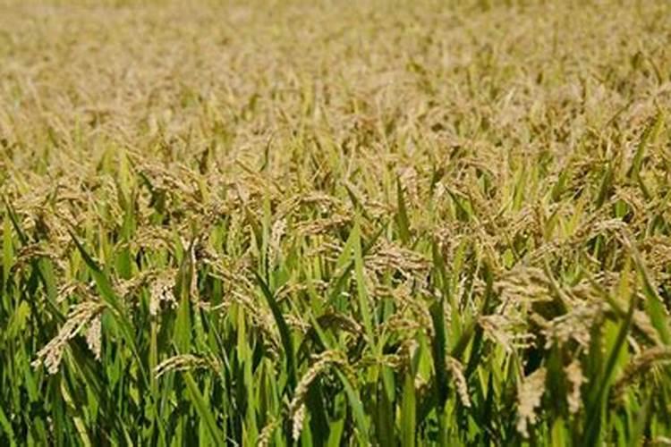 女人长期吃山药的好处