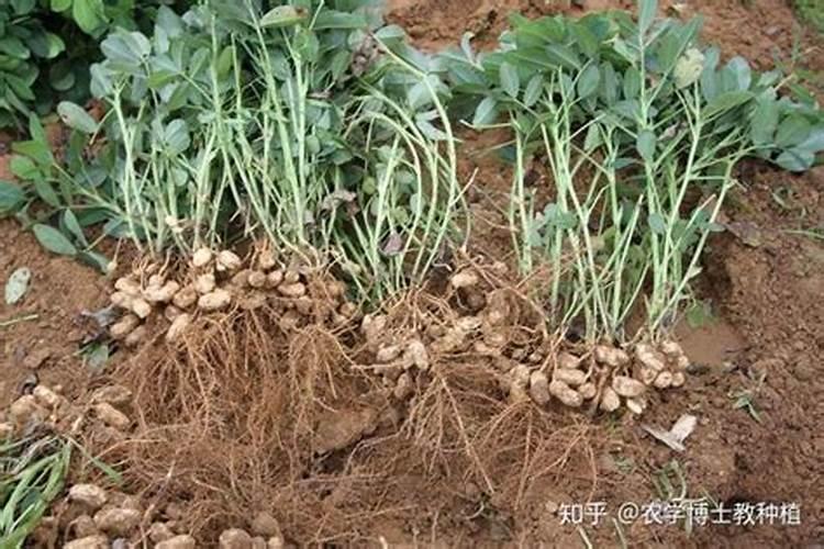 兰花叶片能用水直接喷吗 养兰花空气湿度在多少合适