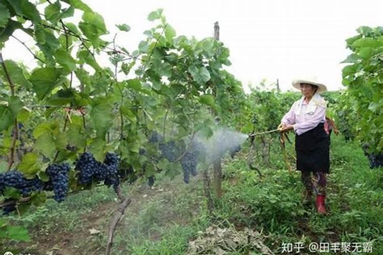 荔枝秋梢几月份发生