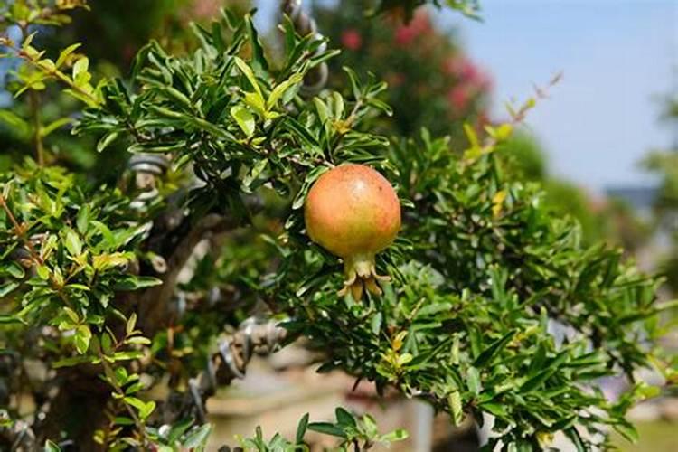 中药材促花保果根茎块膨大素？中药材施什么肥料有助长根？